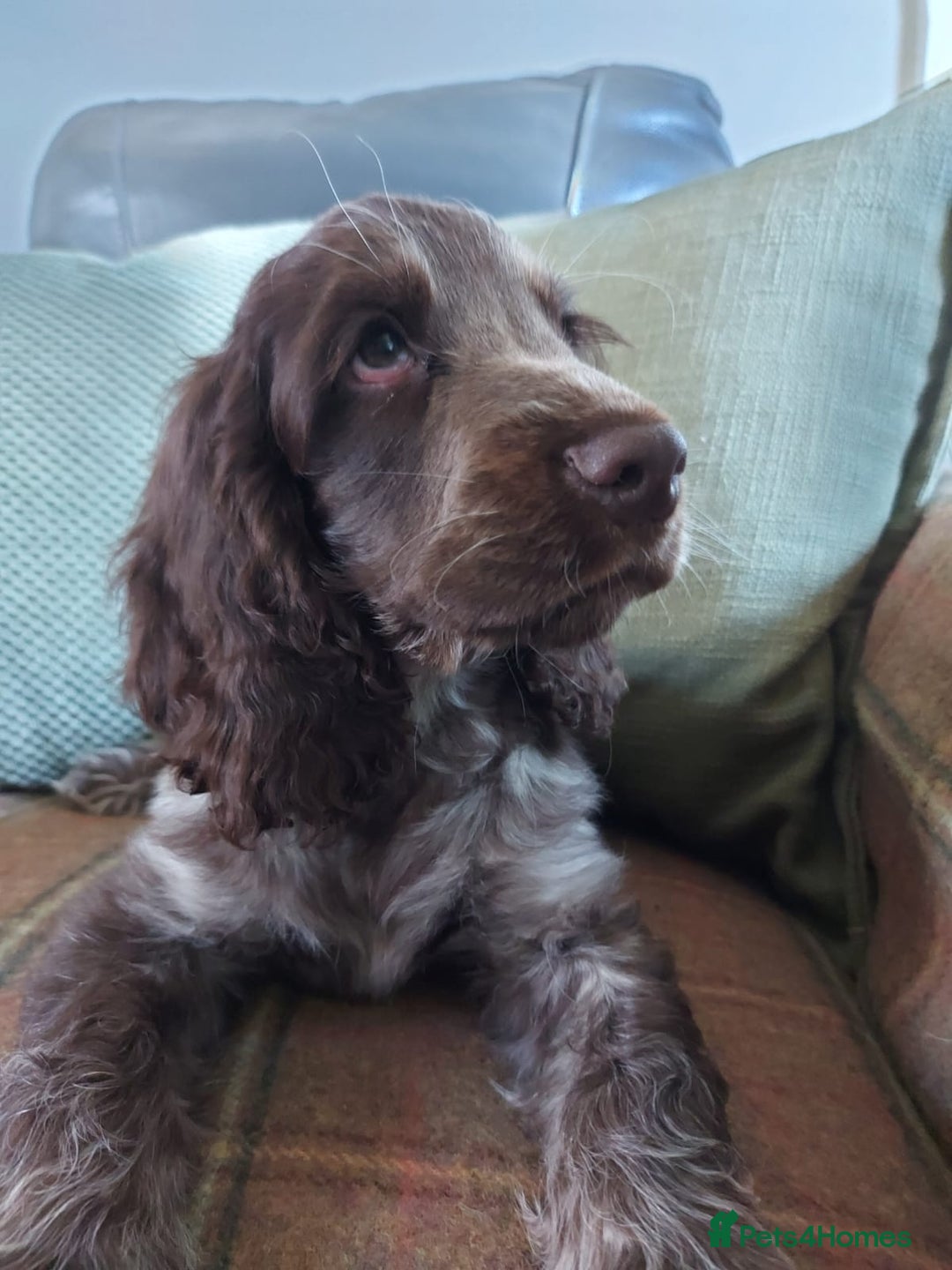 Cocker Spaniel dogs for sale: 1 beautiful kc reg show cocker puppy for sale - Image 3