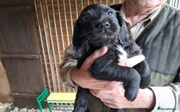 Sprocker dogs for sale: Working Strain Sprocker Puppies For Sale - Image 2