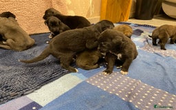 Mixed Breed dogs for sale: WOLFADOODLE F1B REVERSE. IRISH WOLFHOUND X  - Advert 7
