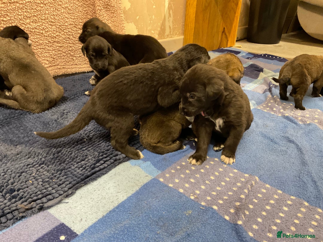 Mixed Breed dogs for sale: WOLFADOODLE F1B REVERSE. IRISH WOLFHOUND X  - Advert 7