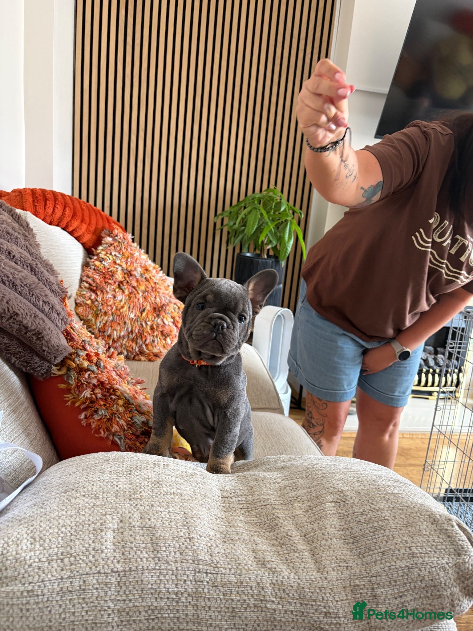 Mixed Breed dogs French x English bulldogs - Advert 18