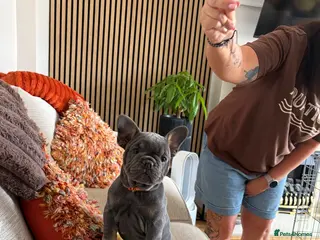 Mixed Breed dogs French x English bulldogs - Advert 18