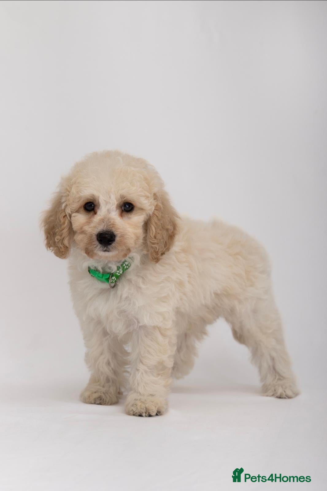 Labradoodle dogs DNA Health tested F2B Miniature Labradoodle pups - Advert 6