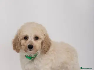 Labradoodle dogs DNA Health tested F2B Miniature Labradoodle pups - Advert 6