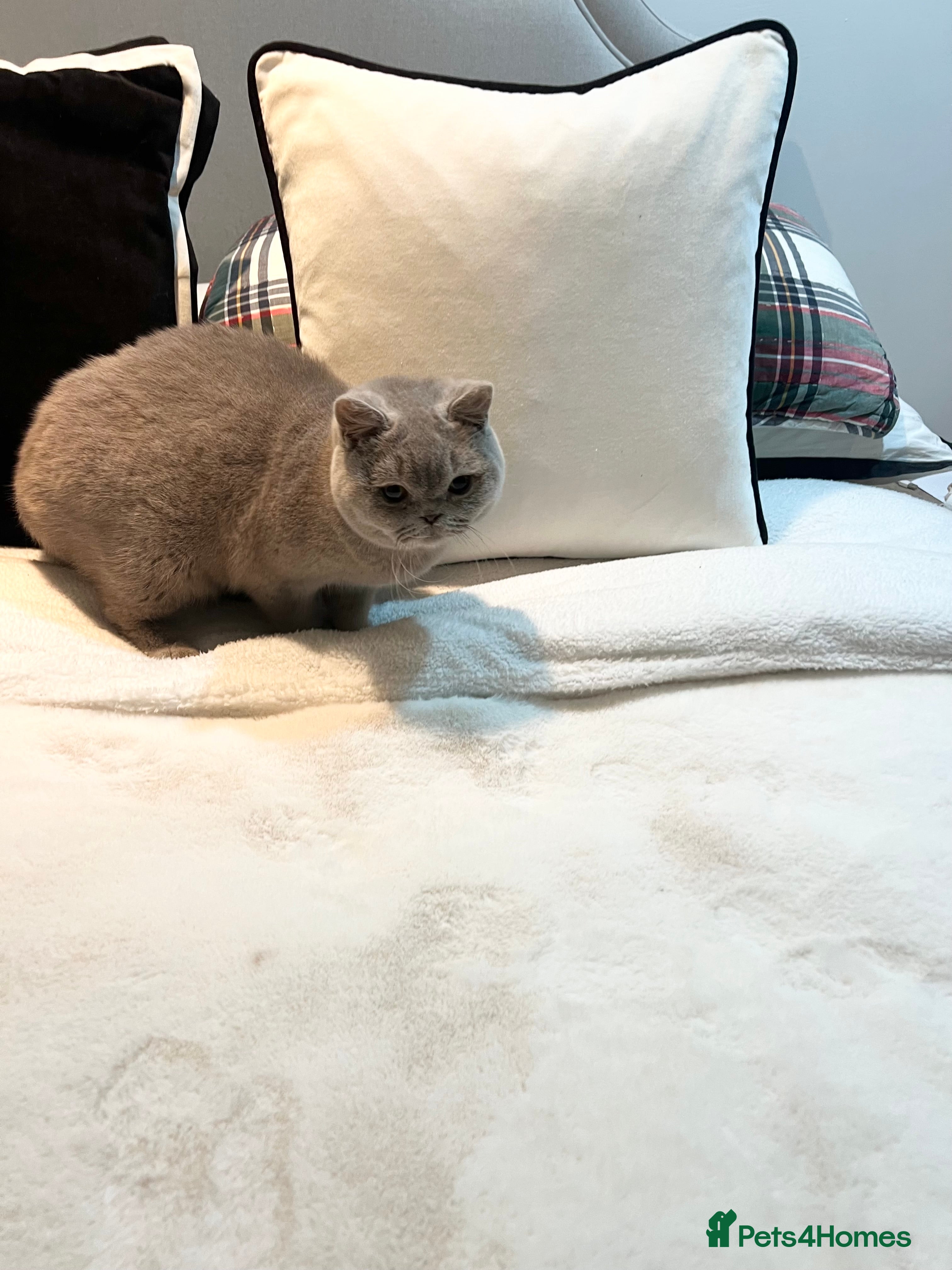 British Shorthair cats Pure Pedigree Lilac British Shorthair Boy - Advert 13