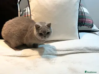 British Shorthair cats Pure Pedigree Lilac British Shorthair Boy - Advert 13