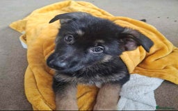 German Shepherd dogs for sale: BEAUTIFUL GERMAN SHEPHERD PUPS READY NOW - Image 18