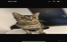 Bengal cats for sale: 2 female bengals  - Image 7