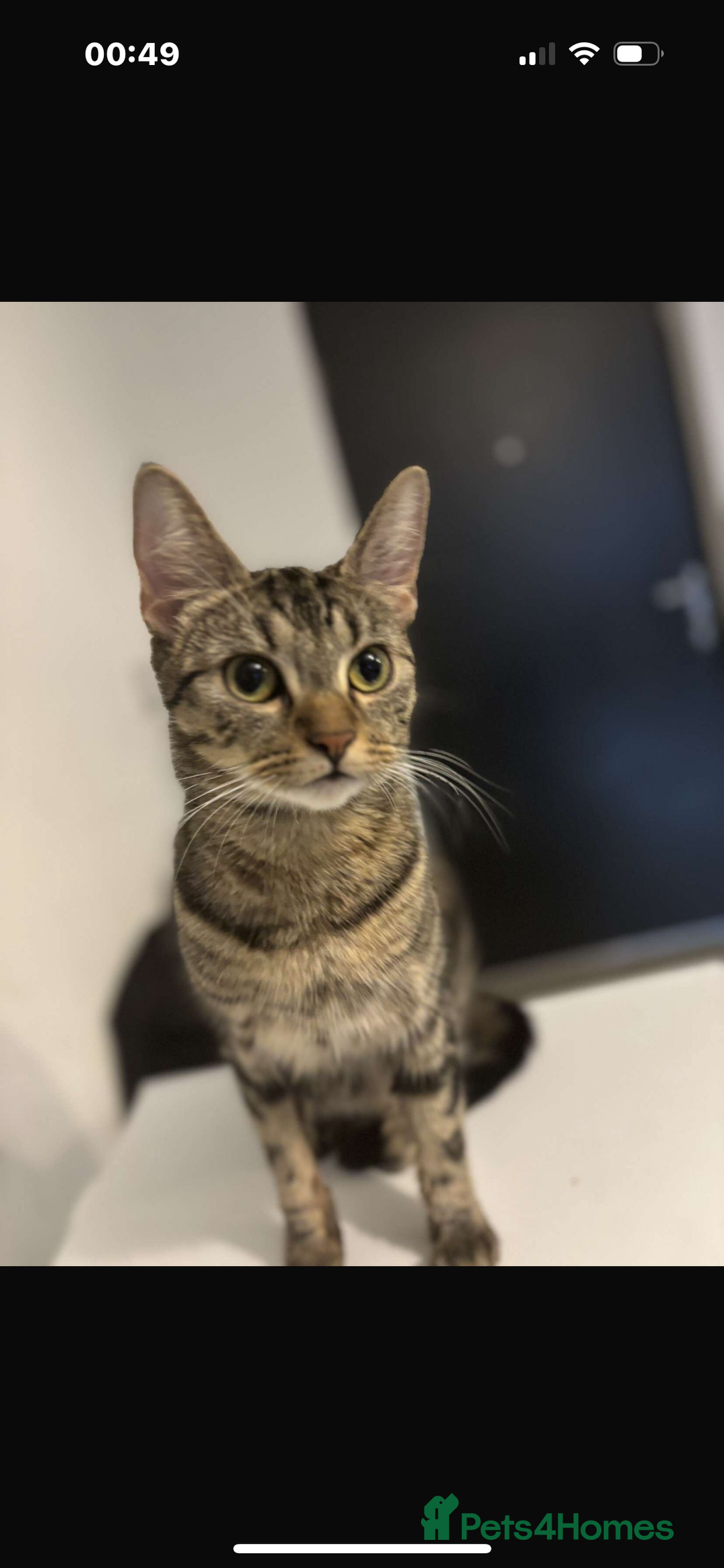 Bengal cats for sale: 2 female bengals  - Image 7