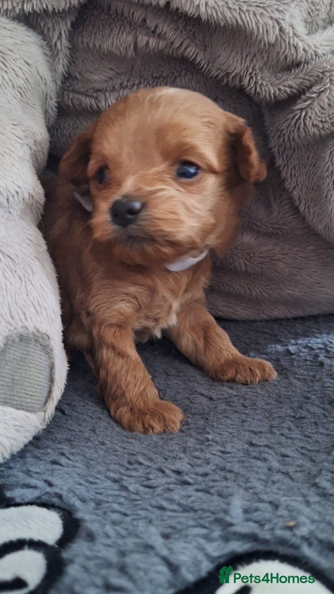 Chipoo dogs for sale: Asian chipoo  - Advert 12