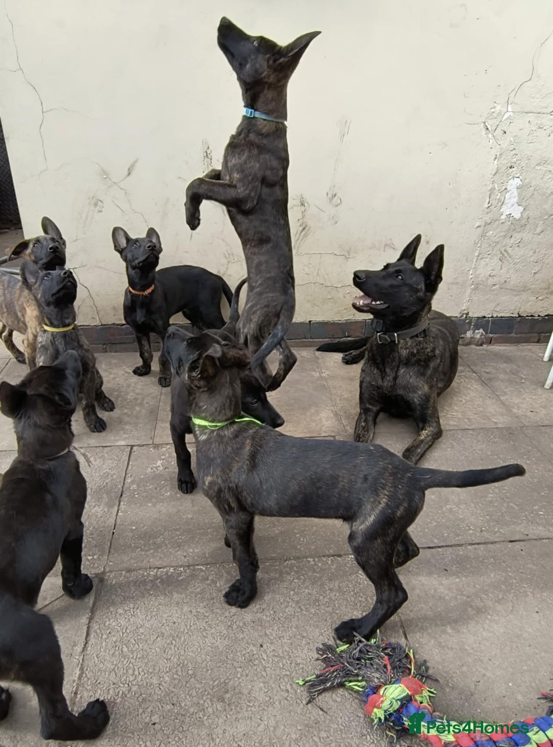 Belgian Shepherd Dog dogs for sale: Dutch Pure Bred Shepherd Puppies  - Image 15