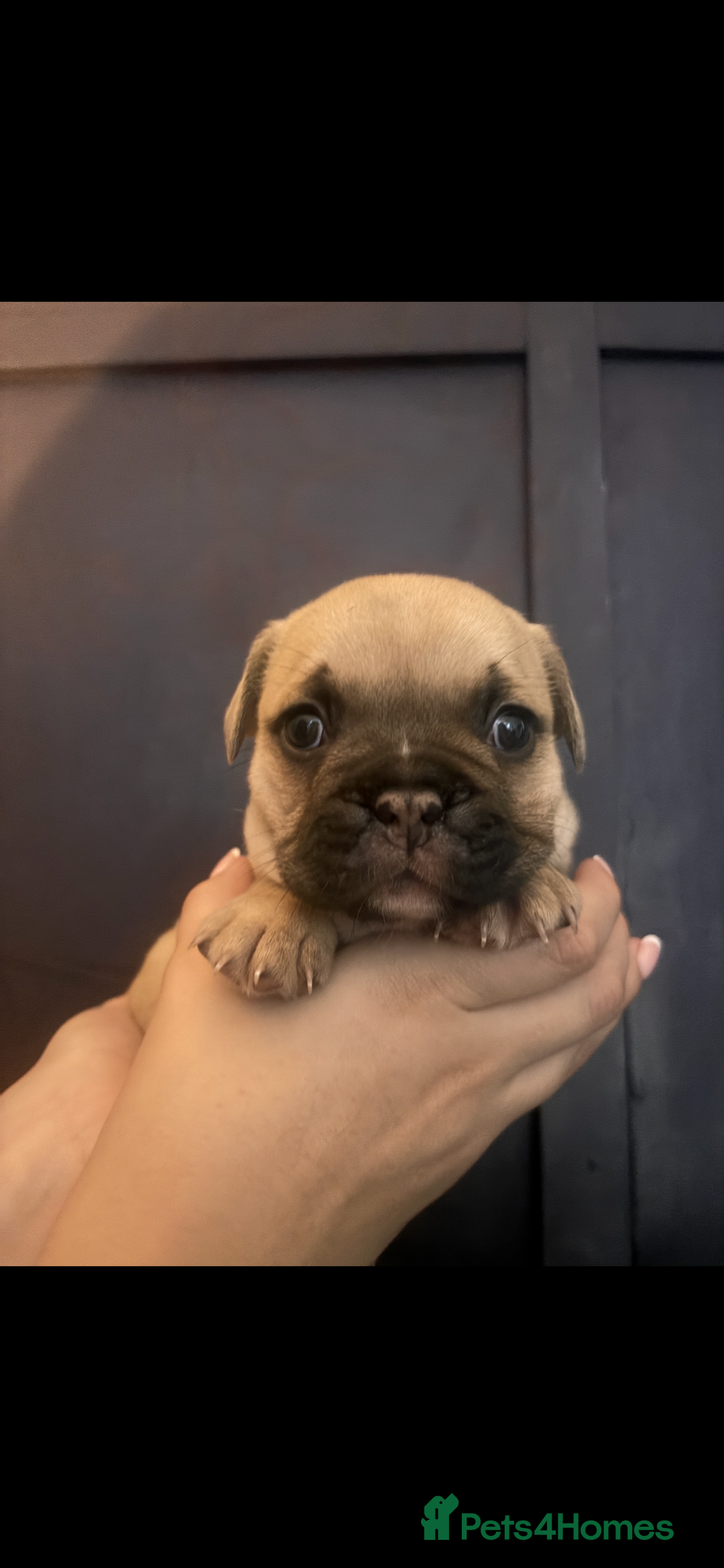 French Bulldog dogs for sale: Beautiful chunky Frenchie pups - Image 9