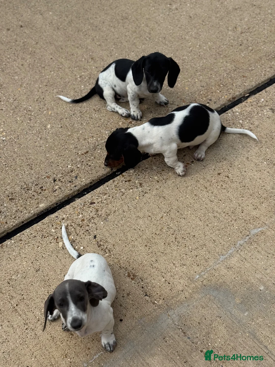 Miniature Dachshund dogs for sale: Miniature Dachshunds 1 girl left Ready 2 leave now - Advert 1