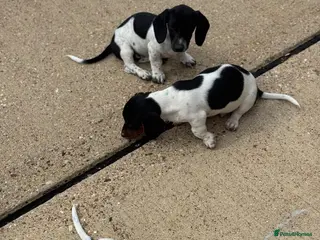 Miniature Dachshund dogs Miniature Dachshunds Ready to leave now - Advert 2