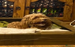 Cockapoo dogs for sale: Adult red cockapoo  - Image 8
