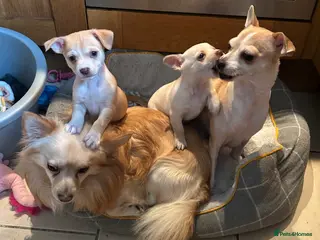 Chihuahua dogs Four beautiful chihuahua puppies - Advert 5