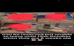 Hamster rodents for sale: Hamsters for adoption  - Image 8