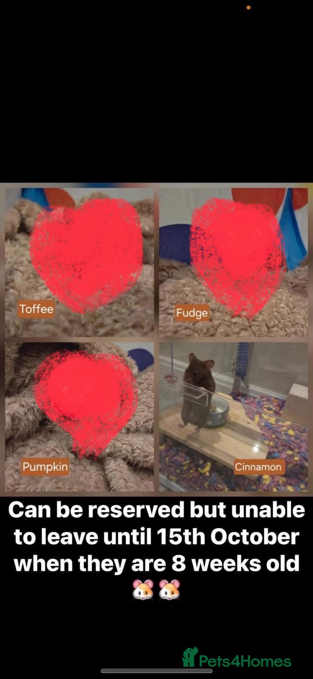 Hamster rodents for sale: Hamsters for adoption  - Image 8