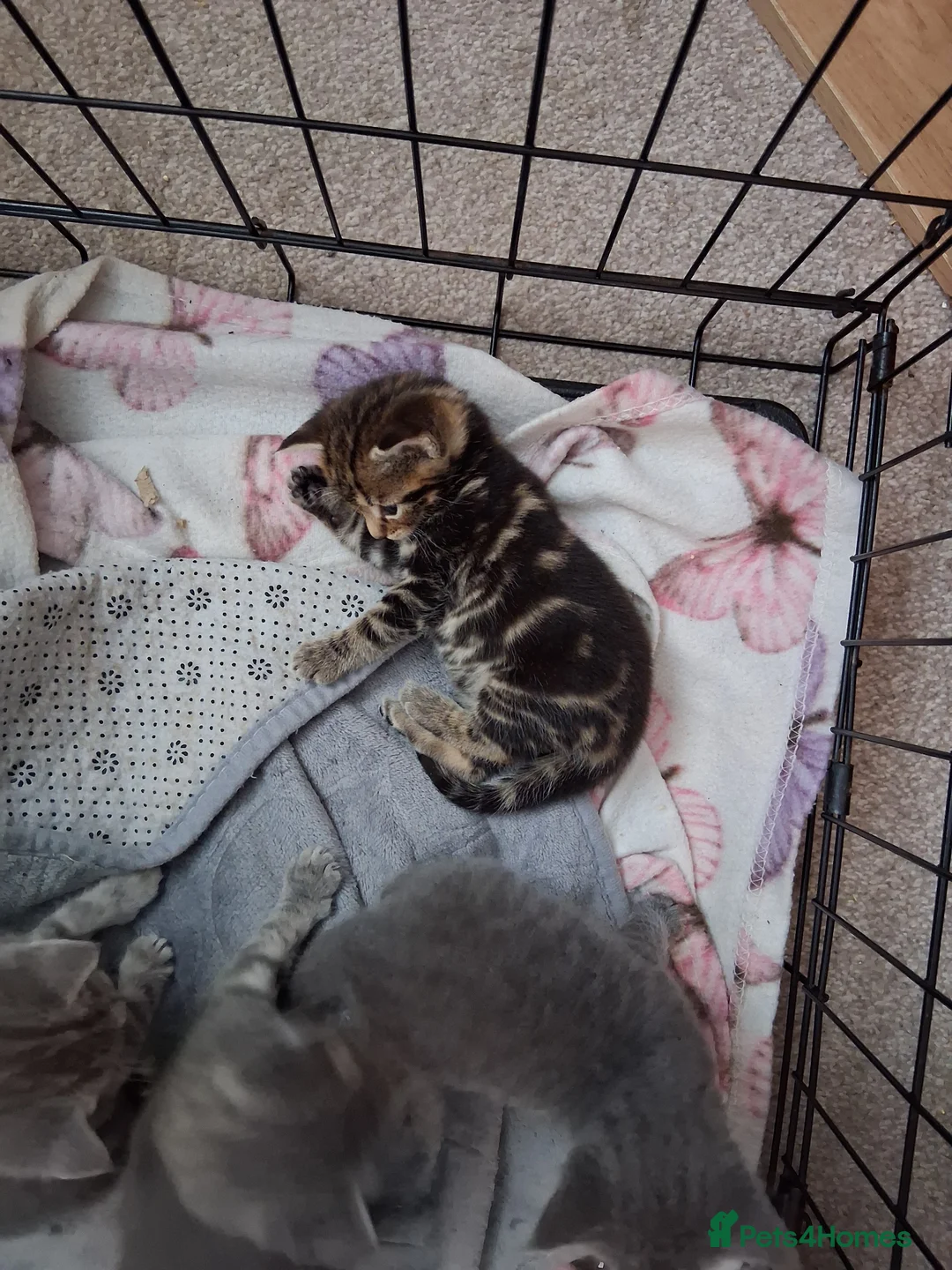 Mixed Breed cats for sale: Russian Blue X tabby in Rotherham - Advert 2