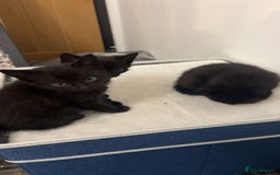 British Longhair cats for sale: 2 black and white kitten - Image 5