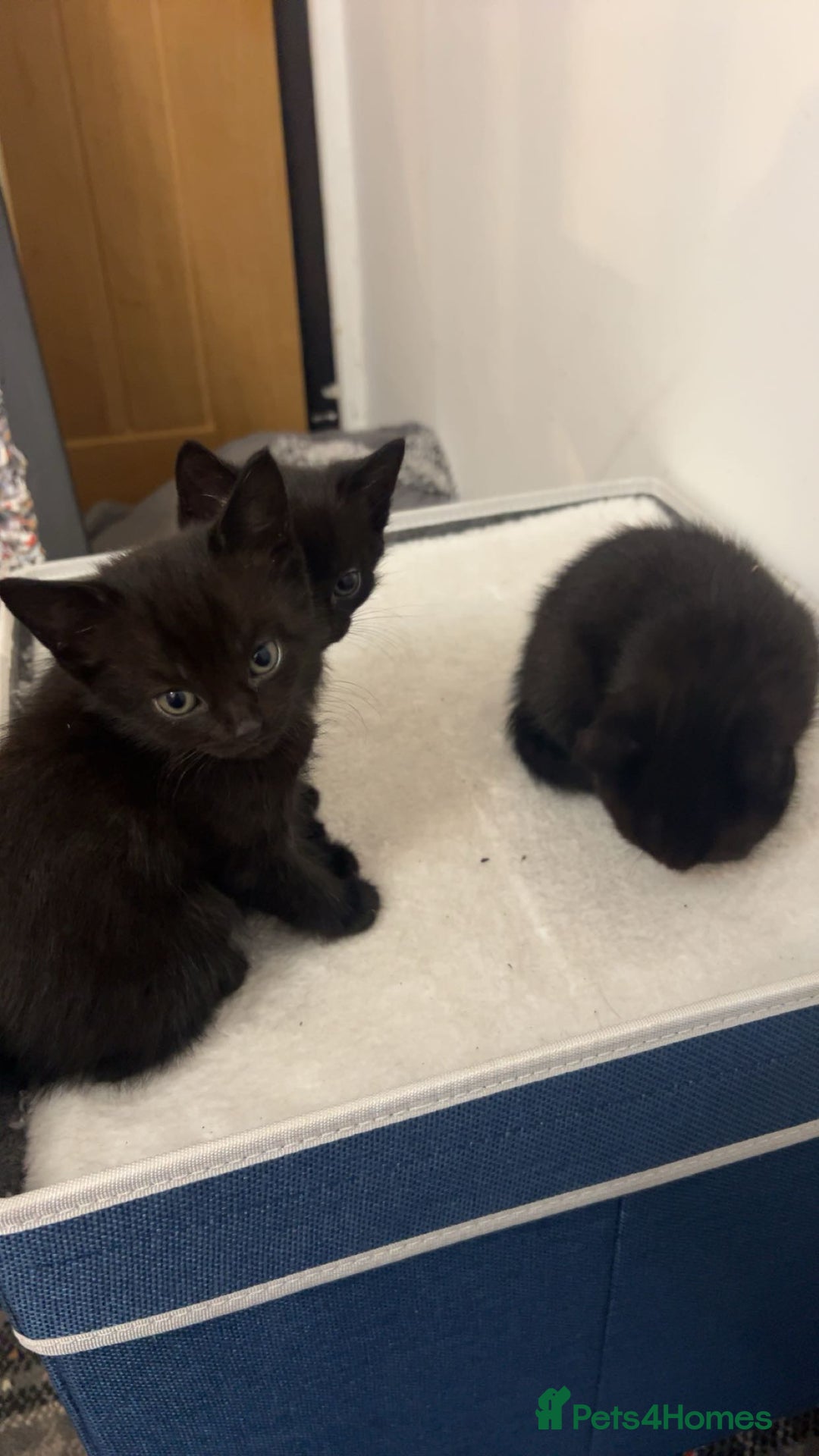 British Longhair cats for sale: 2 black and white kitten - Image 5