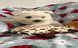 West Highland Terrier dogs for sale: Westie puppies available  - Image 6