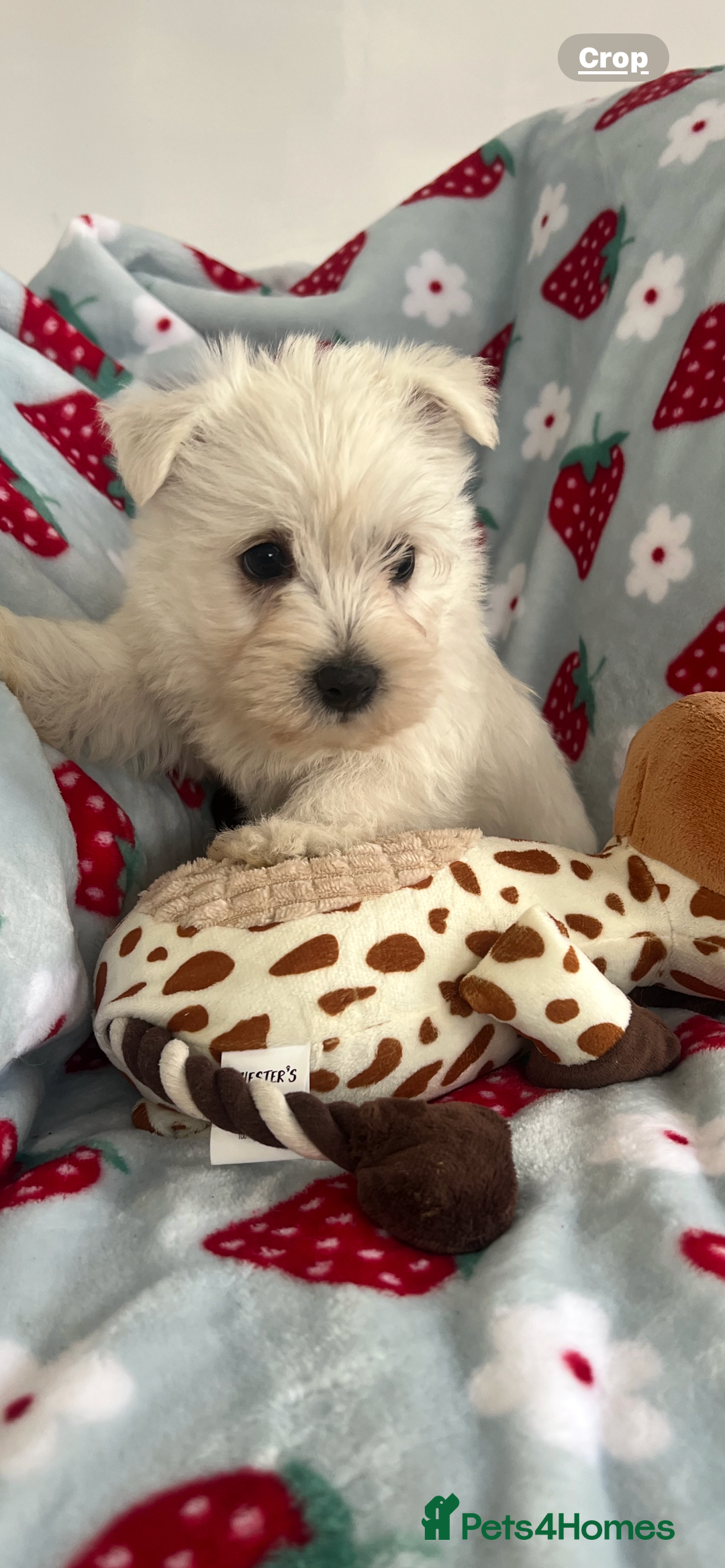 West Highland Terrier dogs for sale: Westie puppies available  - Image 6
