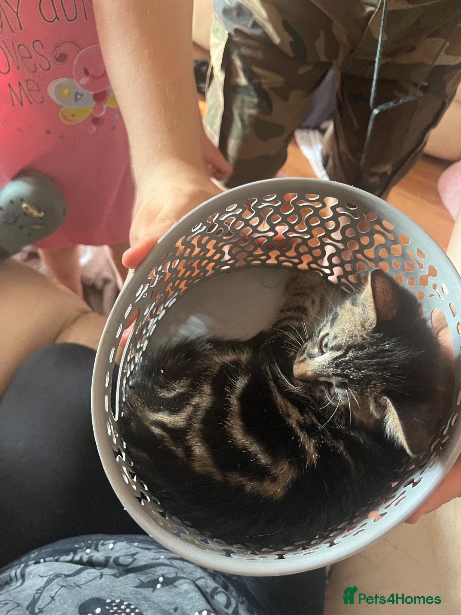 Mixed Breed cats Teddy is ready to give you his heart ❤️  - Advert 5