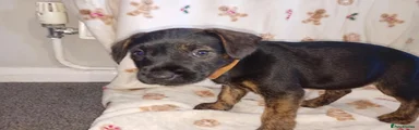 Patterdale Terrier 5