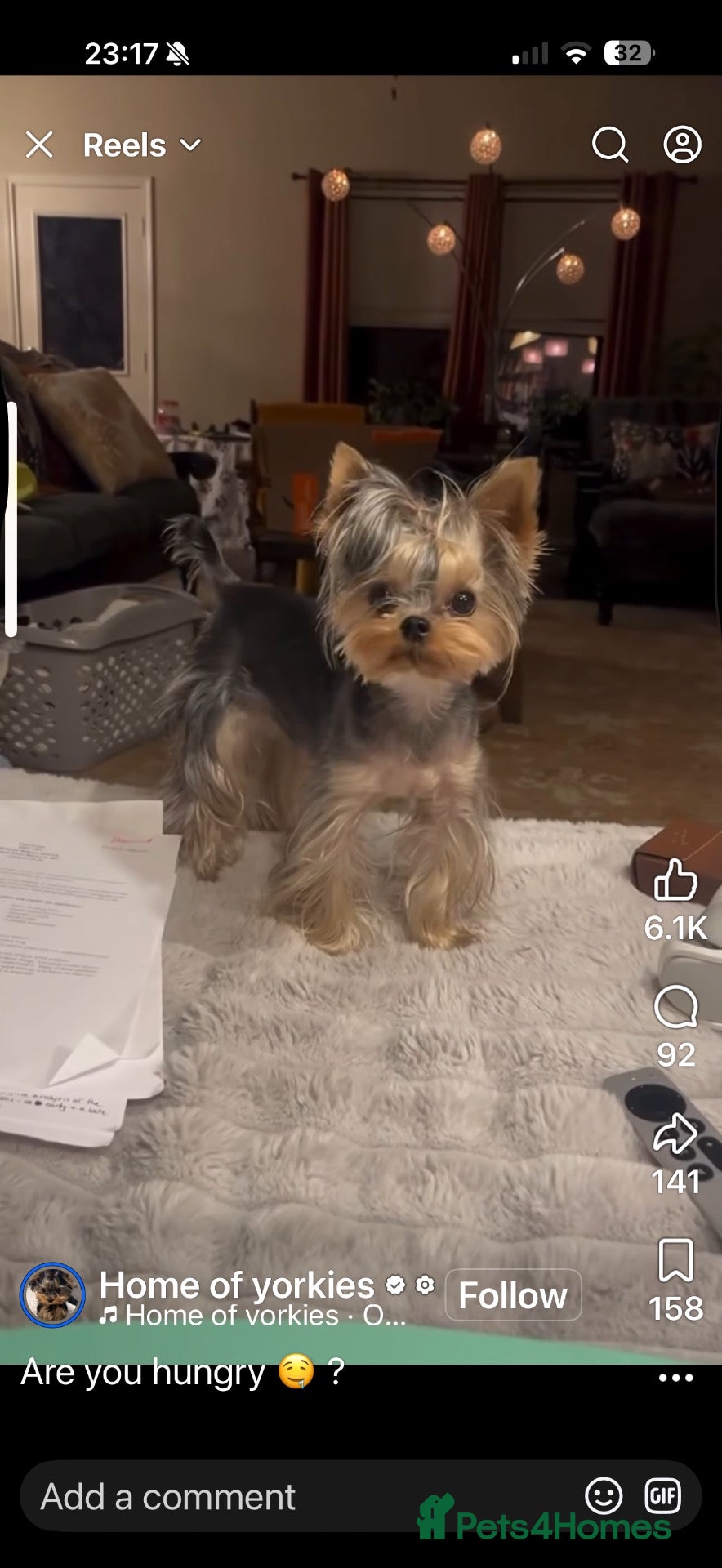 Yorkshire Terrier dogs for stud: Only for Stud  - Advert 4