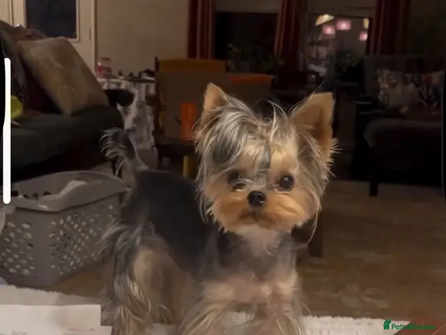 Yorkshire Terrier dogs for stud: Only for Stud - Advert 5