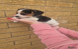 Mixed Breed dogs for sale: Jack russell x cavalier king Charles  - Image 12