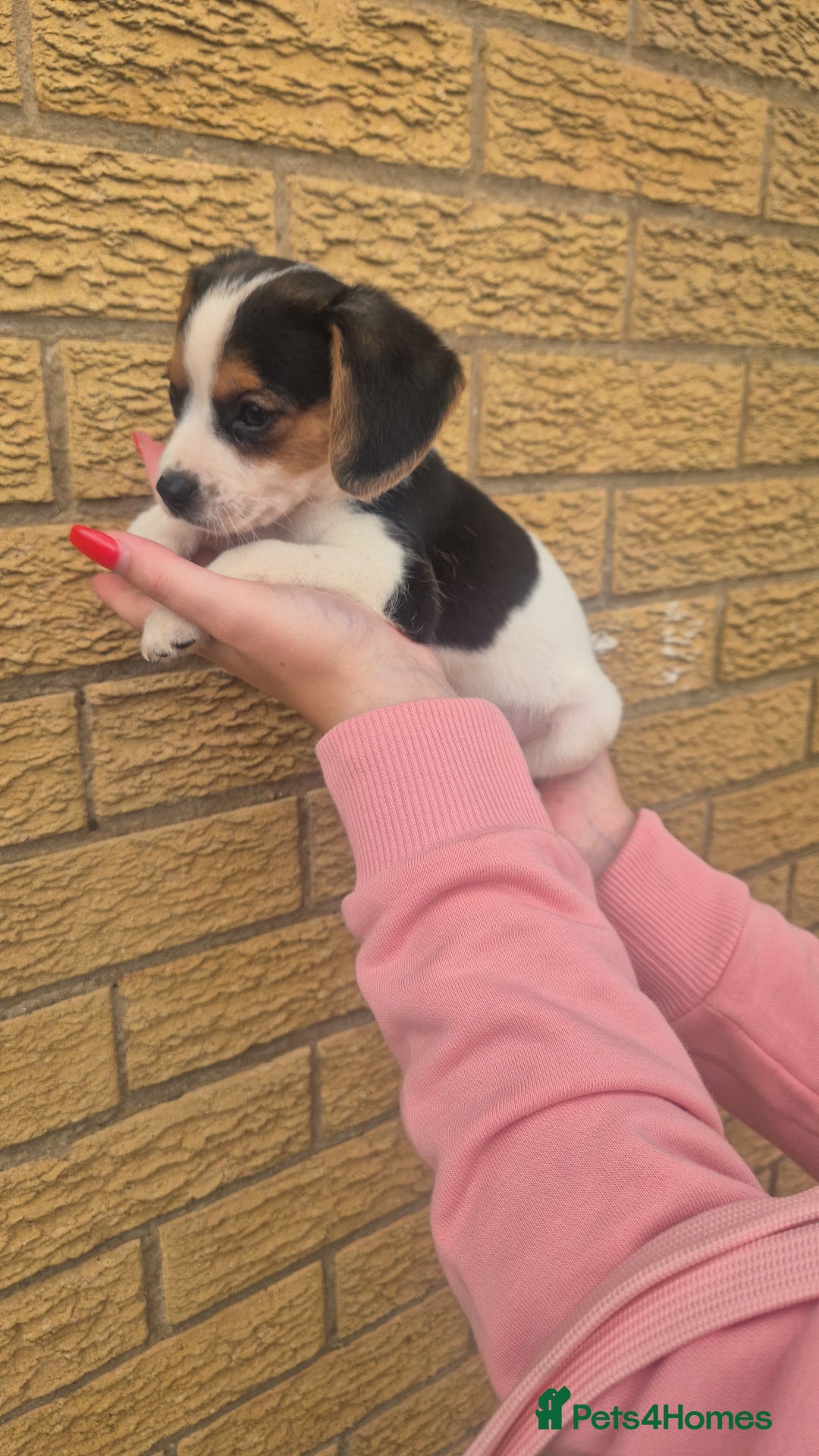 Mixed Breed dogs for sale: Jack russell x cavalier king Charles  - Image 12