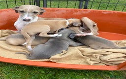 Italian Greyhound dogs for sale: Italian greyhound puppy’s  - Image 16