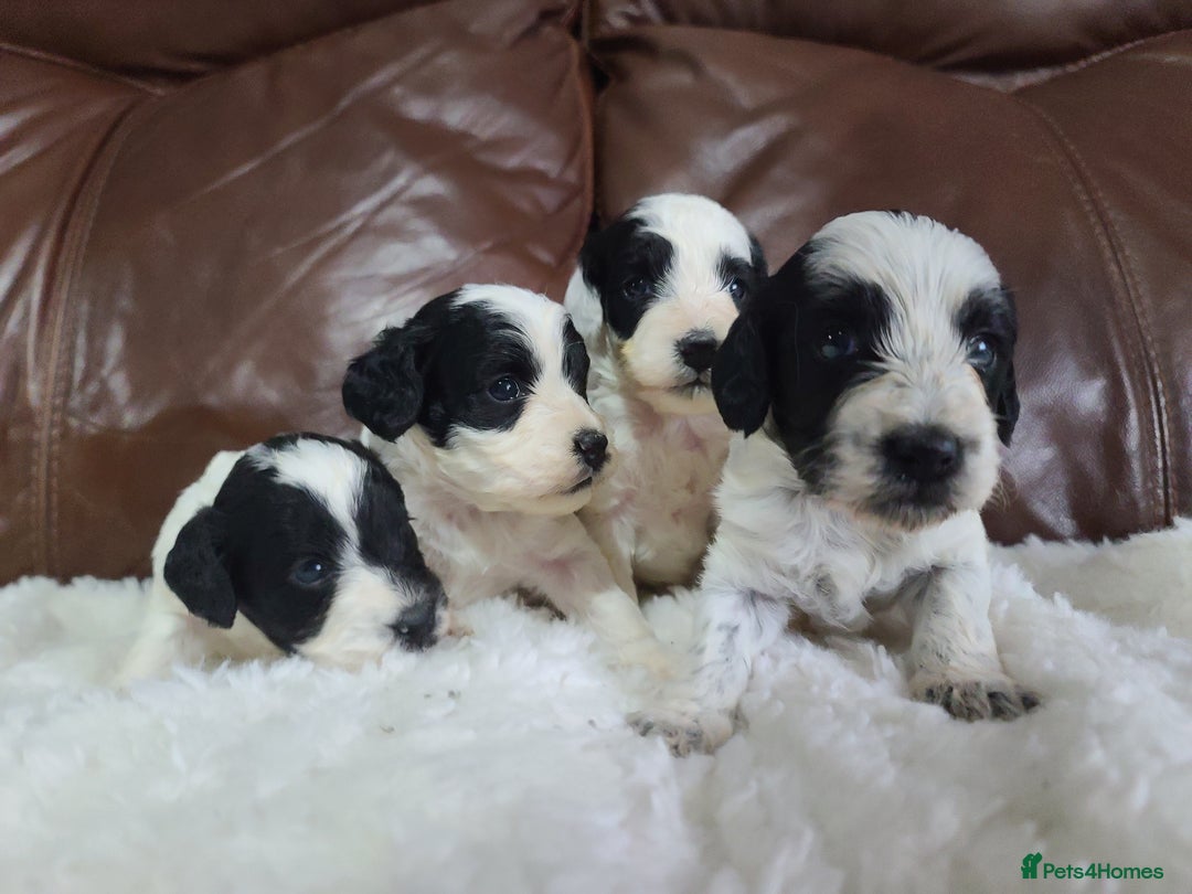 Cockapoo dogs for sale: F1 Cockapoos, Parti Roan. DNA HEALTH TESTED - Image 8