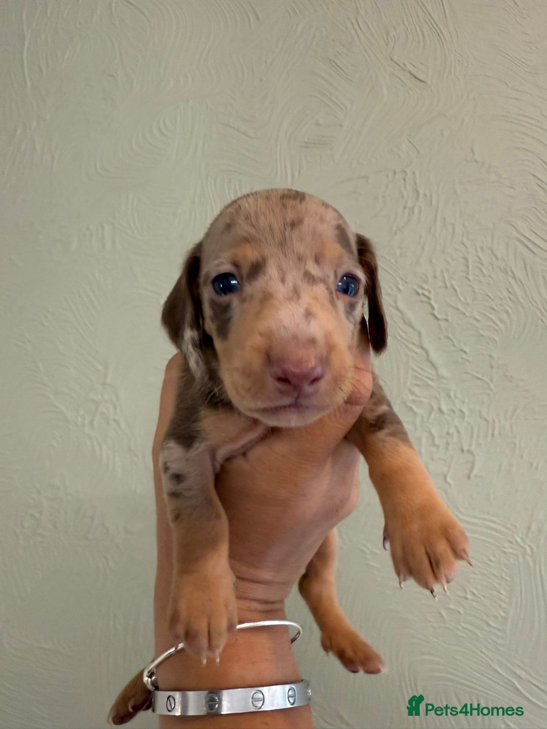 Miniature Dachshund dogs for sale: Miniature dachshunds  - Image 21