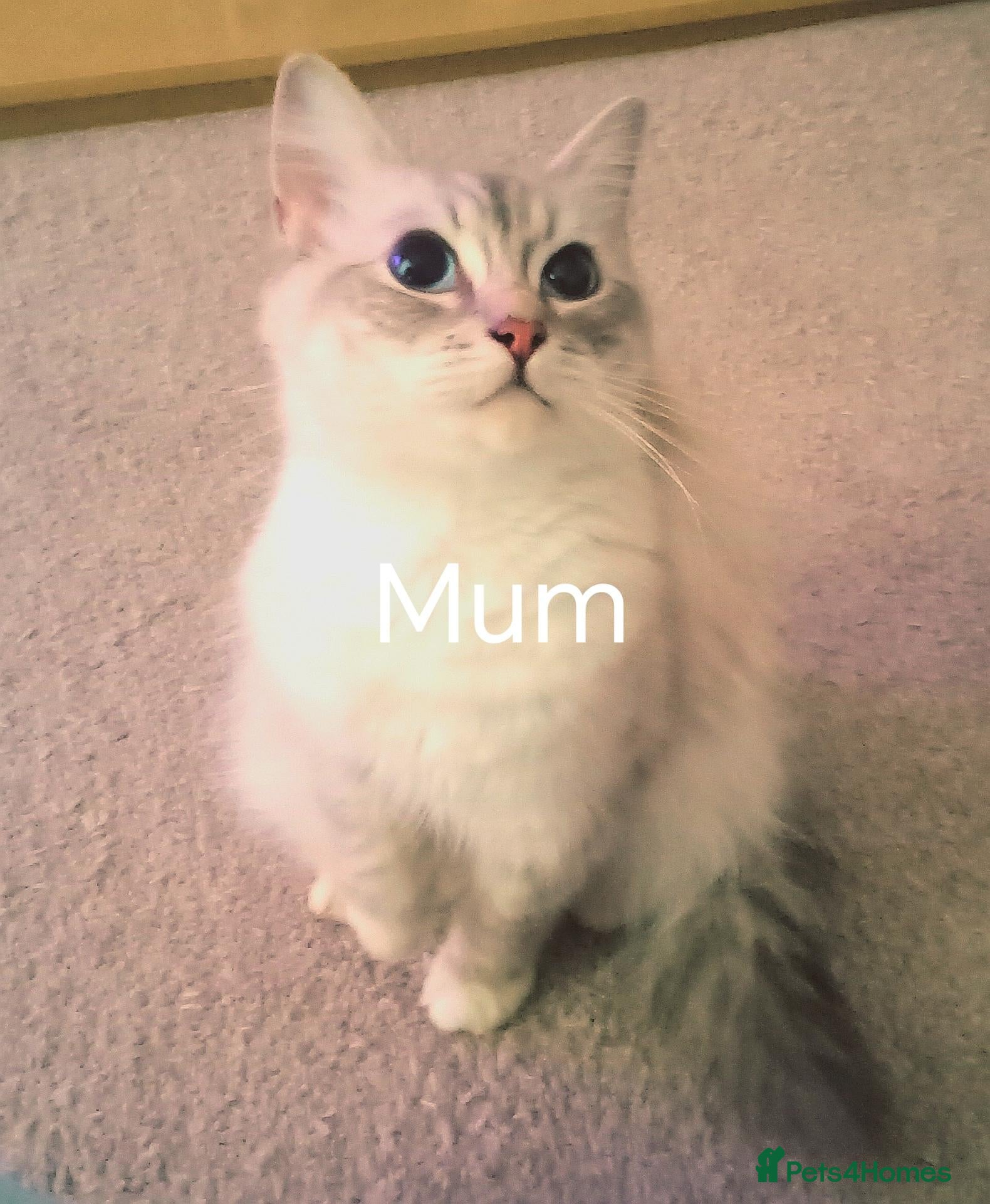 Ragdoll cats Ragdoll kitten Tica Registered  - Advert 4