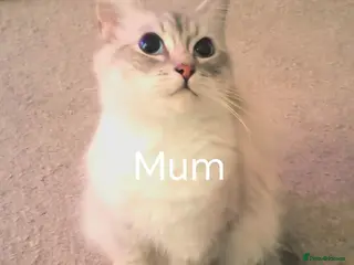 Ragdoll cats Ragdoll kitten Tica Registered - Advert 4