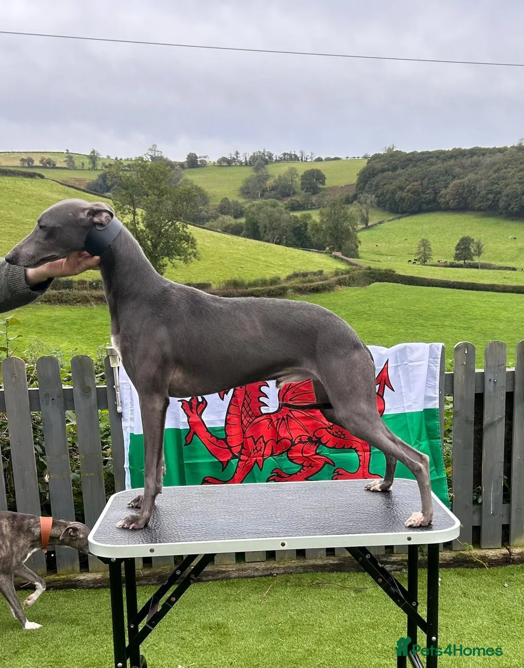 Whippet dogs for sale: Beautiful whippet puppies for sale  - Advert 8