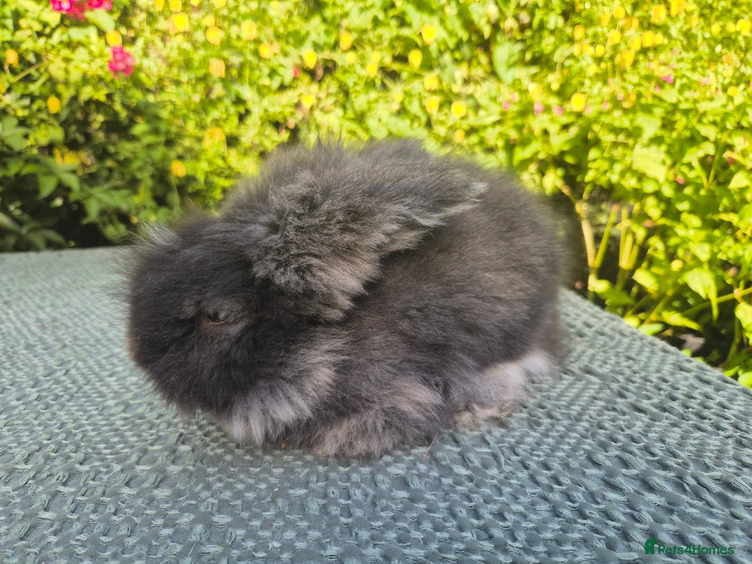 Angora rabbits for sale: 😍Large Angora babies- parents imported from 🇫🇷  - Image 14