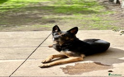 German Shepherd dogs for sale: 8 year old GSD bitch looking for a new home.  - Image 5