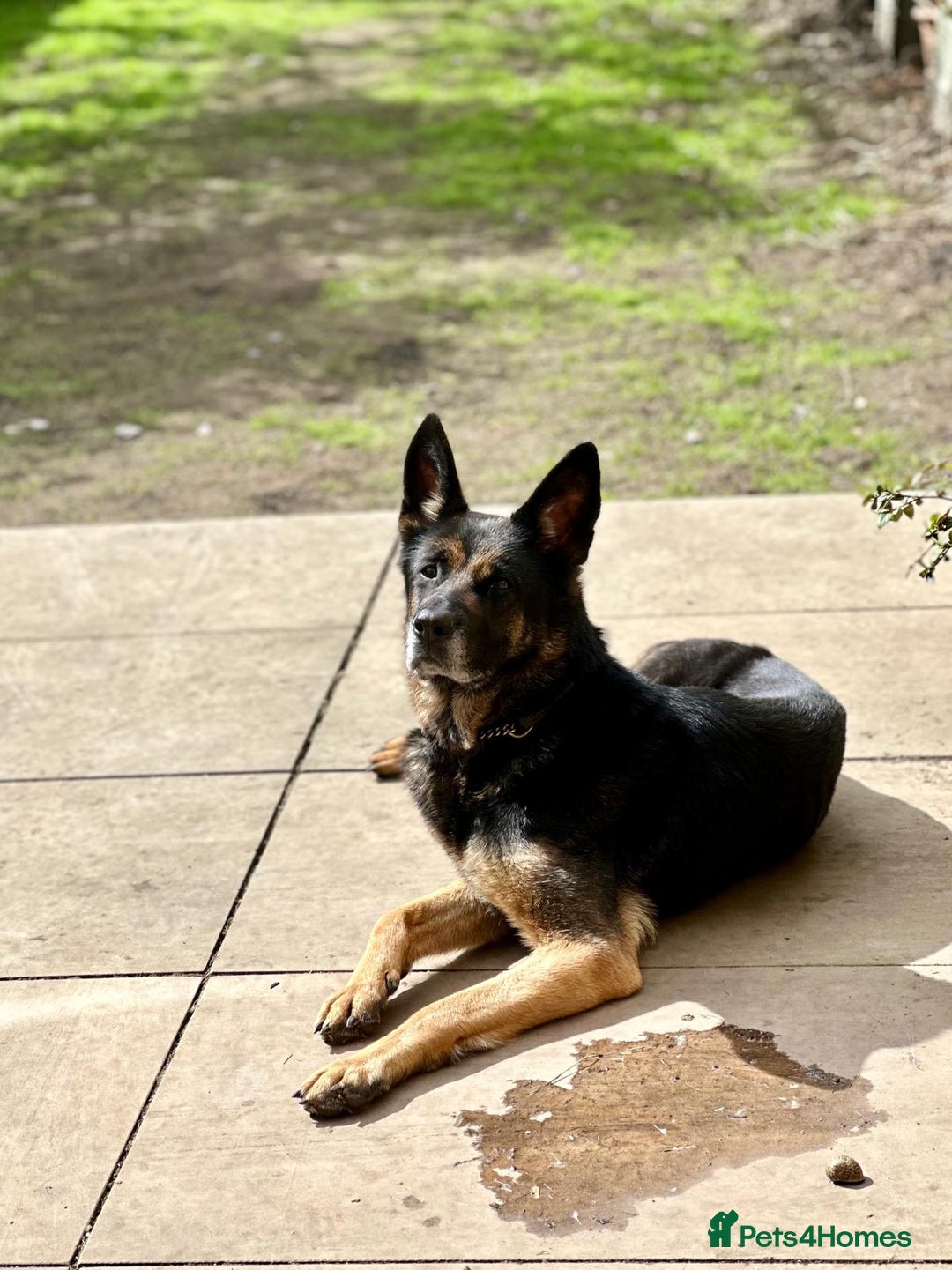 German Shepherd dogs for sale: 8 year old GSD bitch looking for a new home.  - Image 5