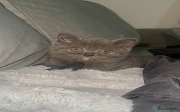 British Shorthair cats for sale: REDUCED!!! Stunning British Short Hair Kittens - Image 28