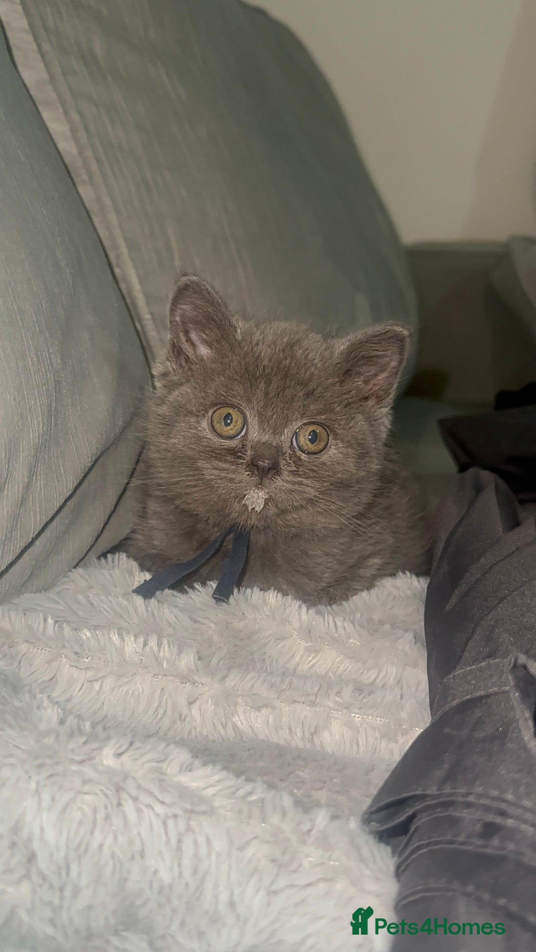 British Shorthair cats for sale: REDUCED!!! Stunning British Short Hair Kittens - Image 28