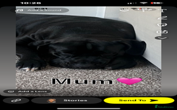 Mixed Breed dogs for sale: mastiff pups🐾 - Advert 8