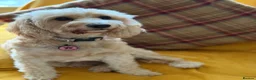 Cockapoo dogs for sale: Very Special Retirement Home Wanted - Advert 3