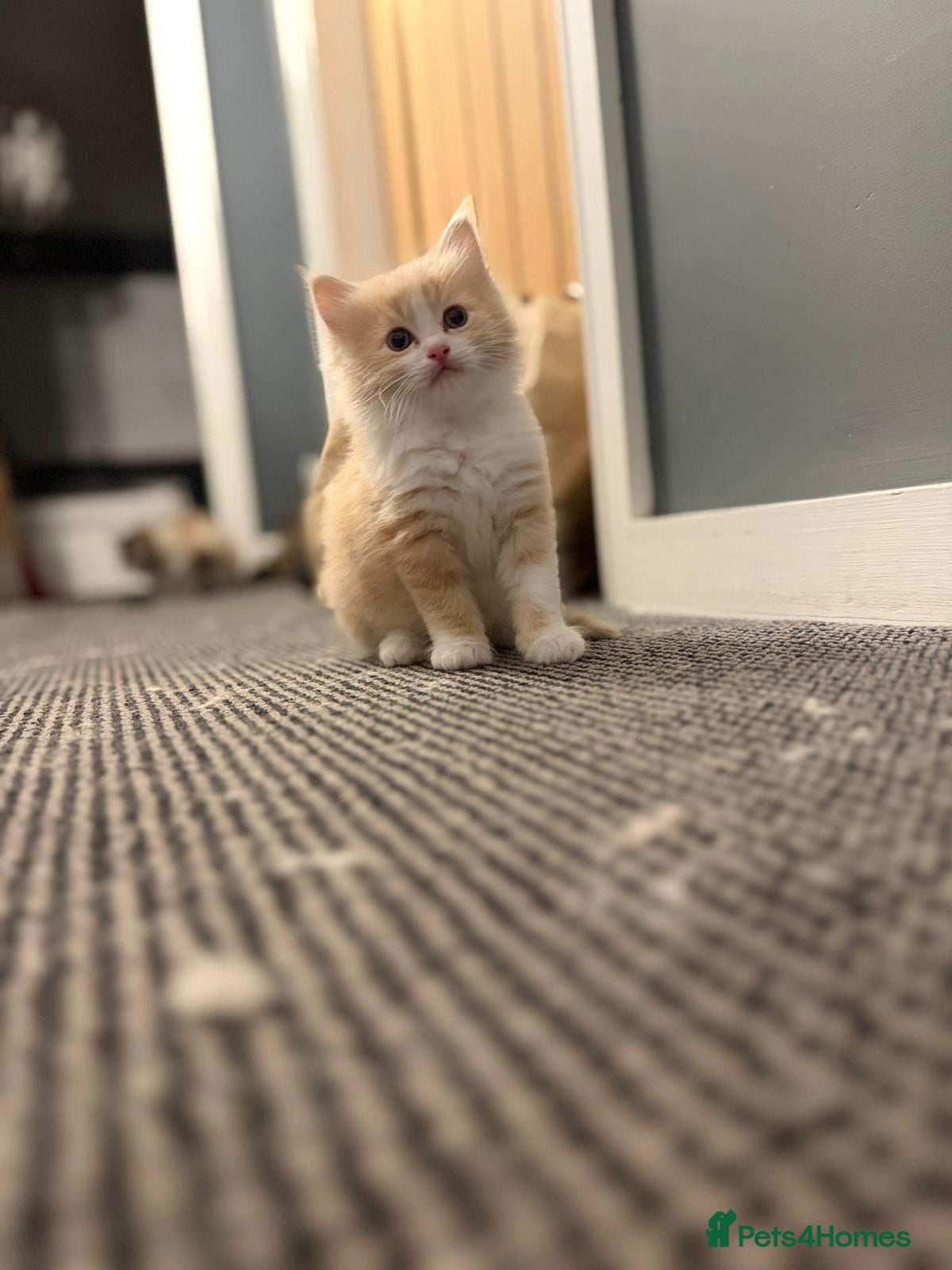 Mixed Breed cats for sale: Beautiful Female Ragdoll Mix Kitten - Advert 3