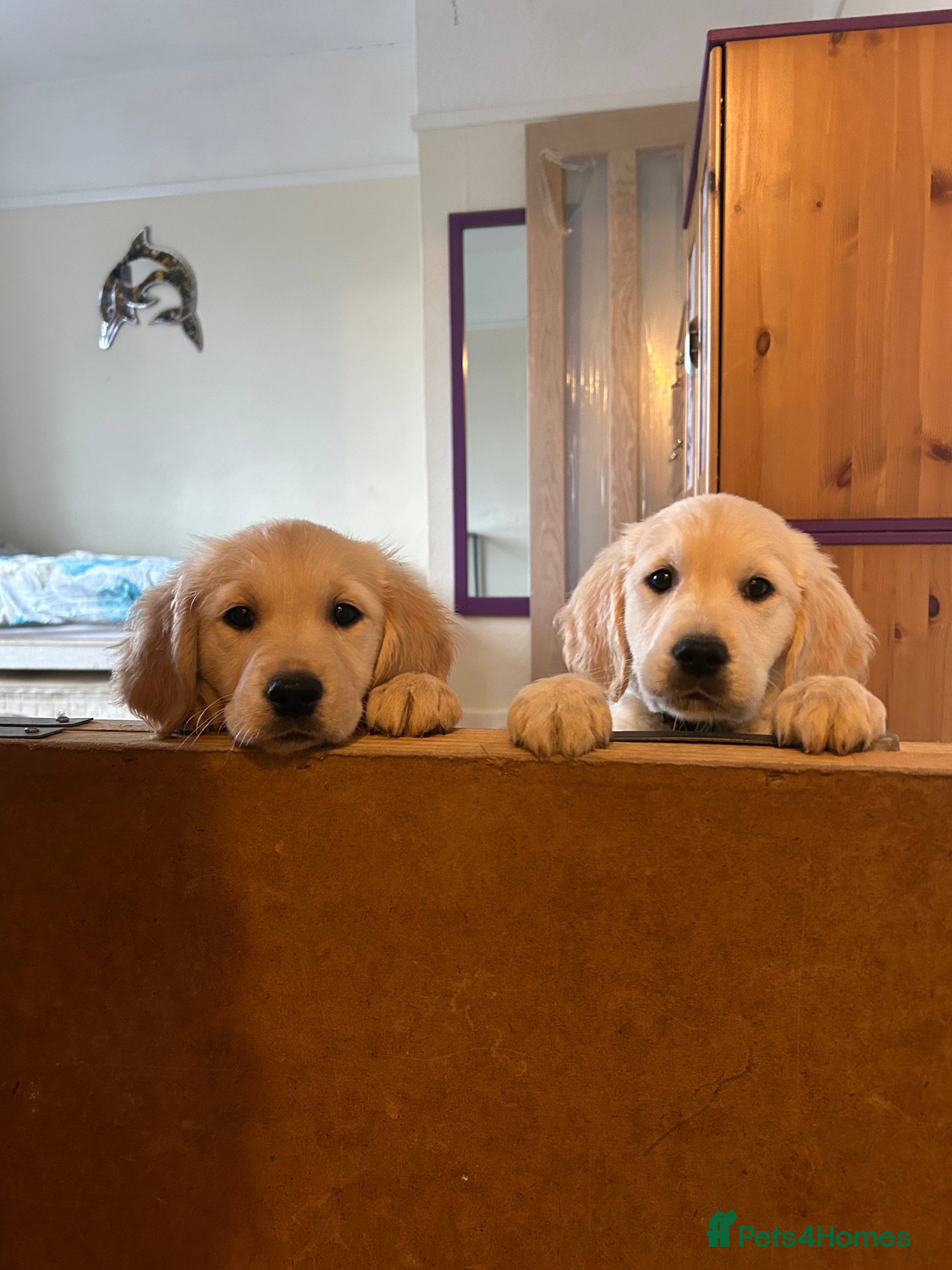 Golden Retriever dogs KC redesigned pure breed Golden retriever puppies  - Advert 14