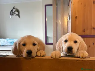 Golden Retriever dogs KC redesigned pure breed Golden retriever puppies - Advert 14