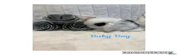 Mini Lop rabbits for sale: Mini Lop Babies - Advert 9